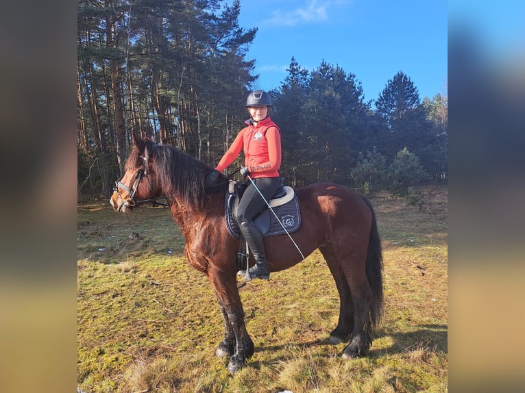 Polnisches Kaltblut Mix Stute 10 Jahre 160 cm Brauner in FORST