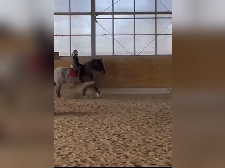 Polnisches Kaltblut Stute 10 Jahre 169 cm Rotschimmel in Fuchstal