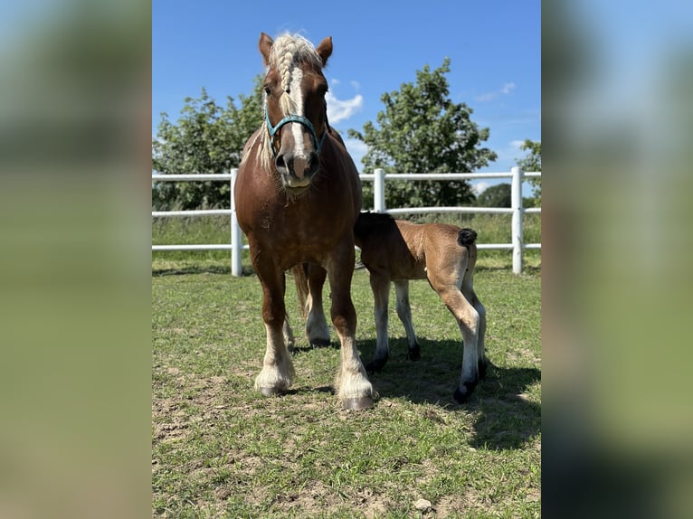 Polnisches Kaltblut Stute 11 Jahre 155 cm Fuchs in Ciechnowo