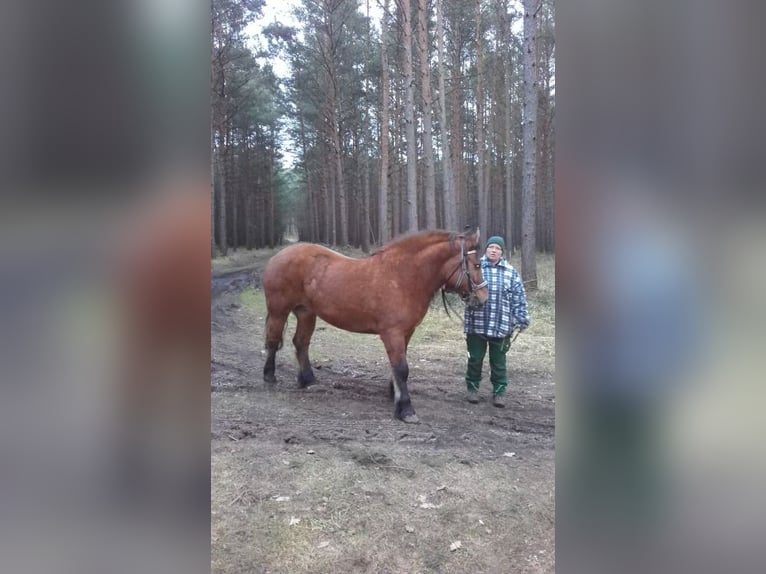 Polnisches Kaltblut Stute 11 Jahre 160 cm Brauner in Muldestausee