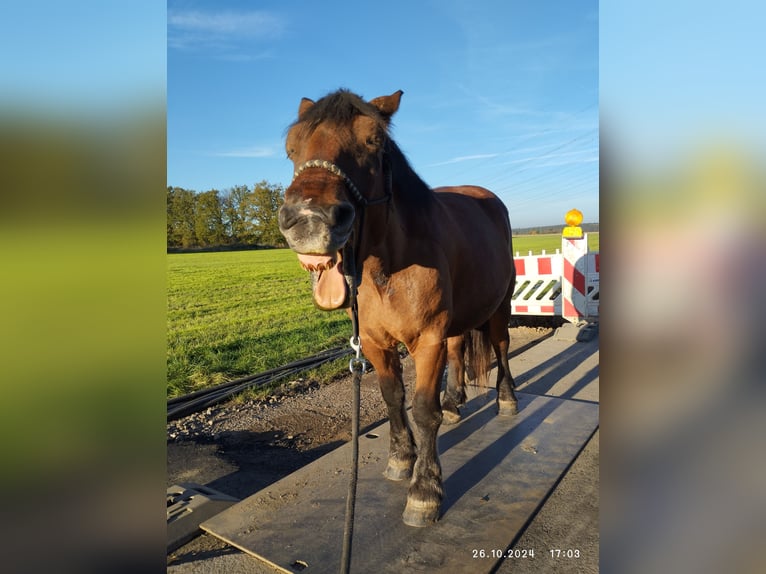Polnisches Kaltblut Stute 11 Jahre 160 cm Dunkelbrauner in Alfter