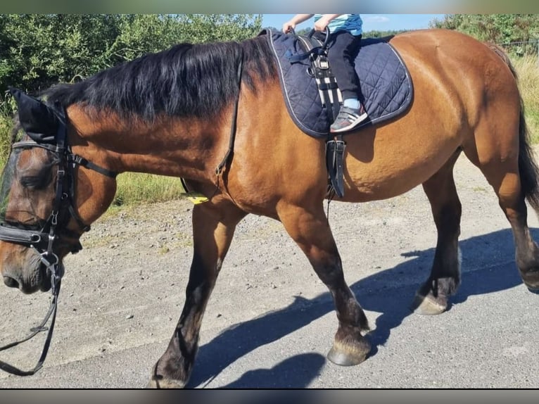 Polnisches Kaltblut Stute 11 Jahre 160 cm Dunkelbrauner in Alfter