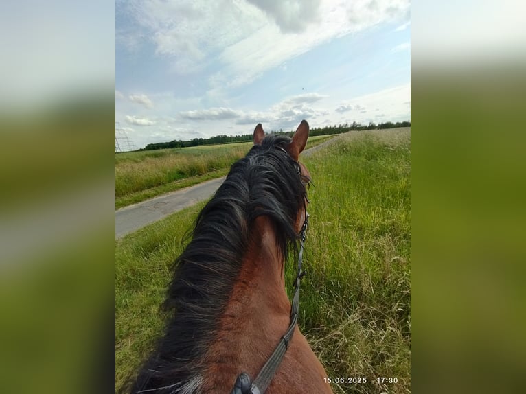 Polnisches Kaltblut Stute 11 Jahre 160 cm Dunkelbrauner in Alfter
