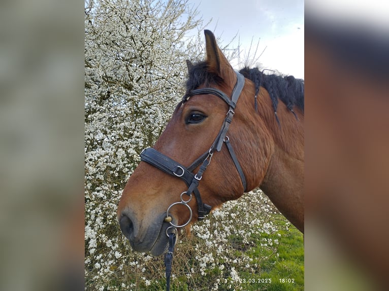 Polnisches Kaltblut Stute 11 Jahre 160 cm Dunkelbrauner in Alfter