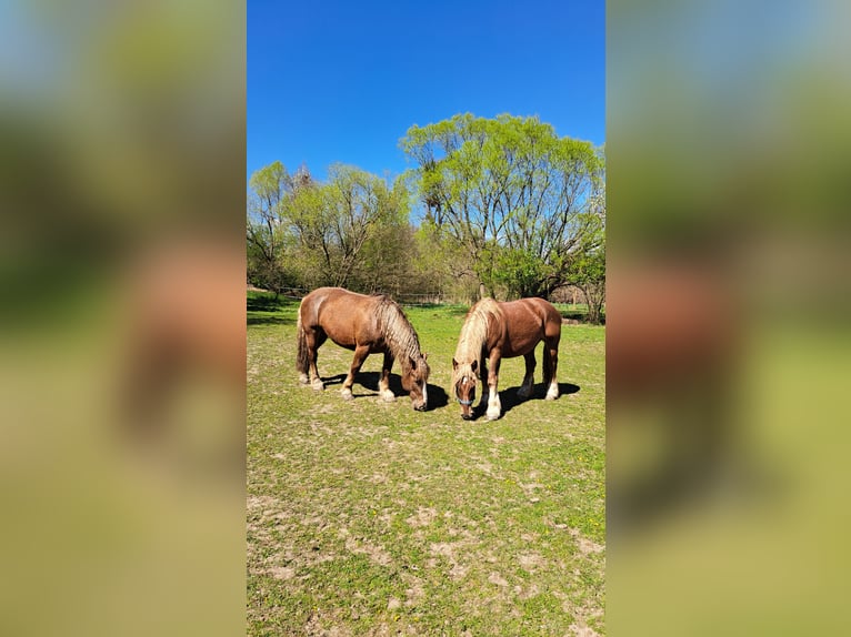 Polnisches Kaltblut Stute 11 Jahre 162 cm Dunkelfuchs in Forst