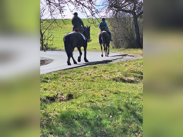 Polnisches Kaltblut Mix Stute 11 Jahre 165 cm Schwarzbrauner in Gladenbach
