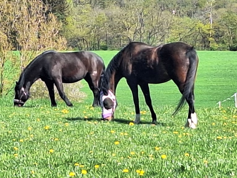 Polnisches Kaltblut Mix Stute 11 Jahre 165 cm Schwarzbrauner in Gladenbach