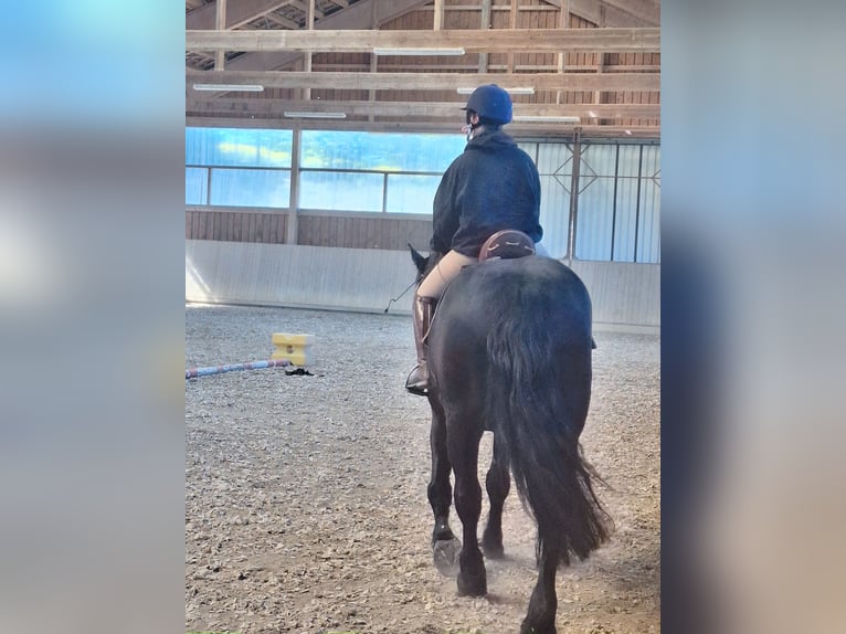 Polnisches Kaltblut Mix Stute 11 Jahre 165 cm Schwarzbrauner in Gladenbach