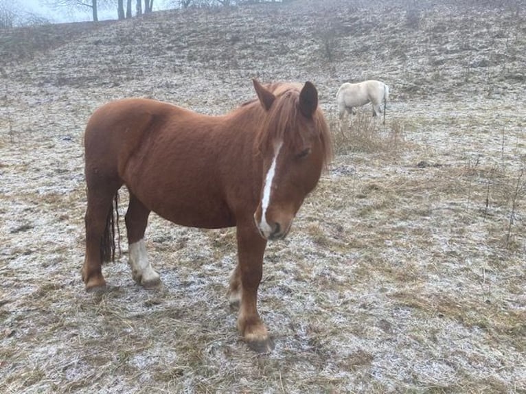 Polnisches Kaltblut Mix Stute 12 Jahre 145 cm Fuchs in Hünfeld