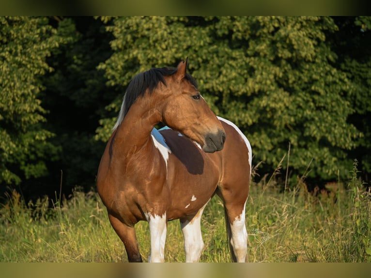 Polnisches Kaltblut Mix Stute 12 Jahre 155 cm in Solingen
