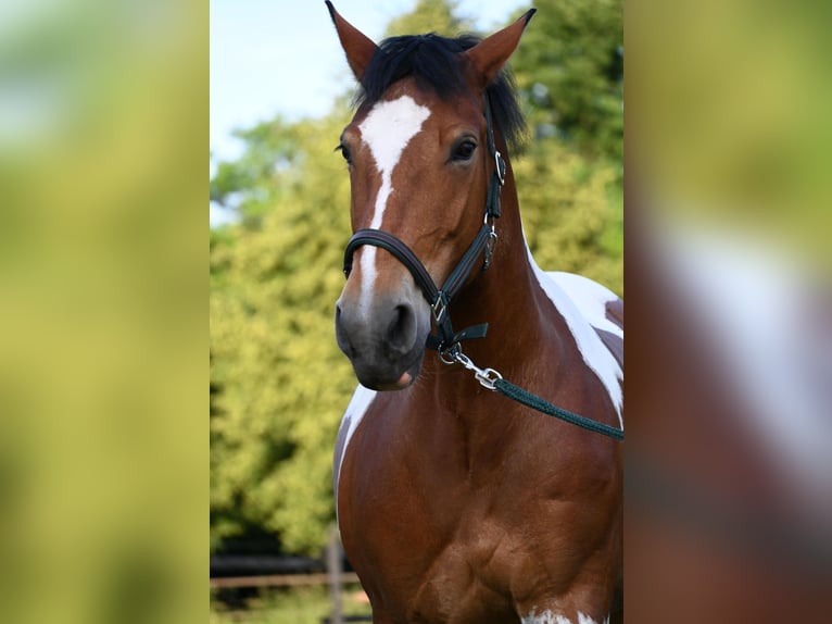 Polnisches Kaltblut Mix Stute 12 Jahre 155 cm in Solingen
