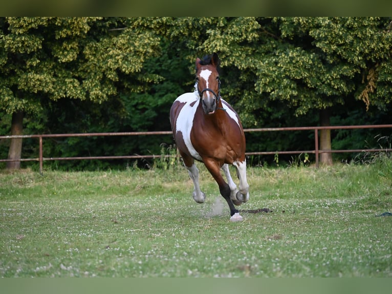 Polnisches Kaltblut Mix Stute 12 Jahre 155 cm in Solingen