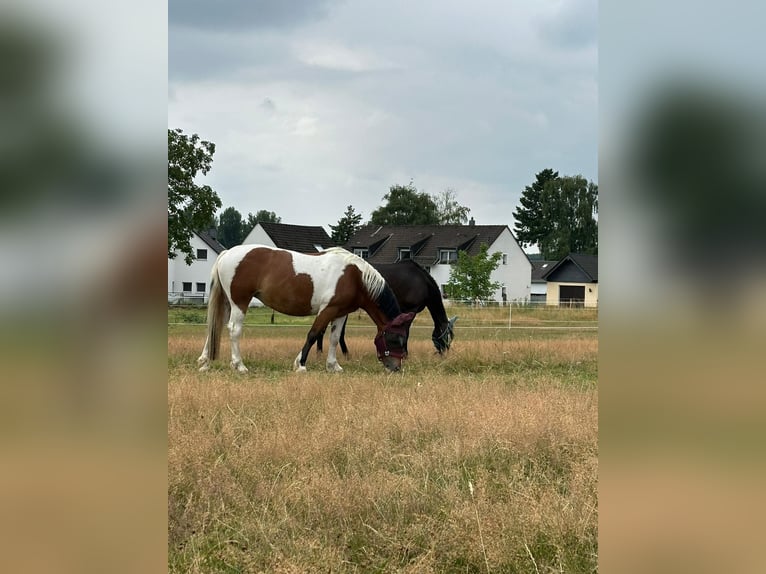 Polnisches Kaltblut Stute 12 Jahre 155 cm Schecke in Solingen