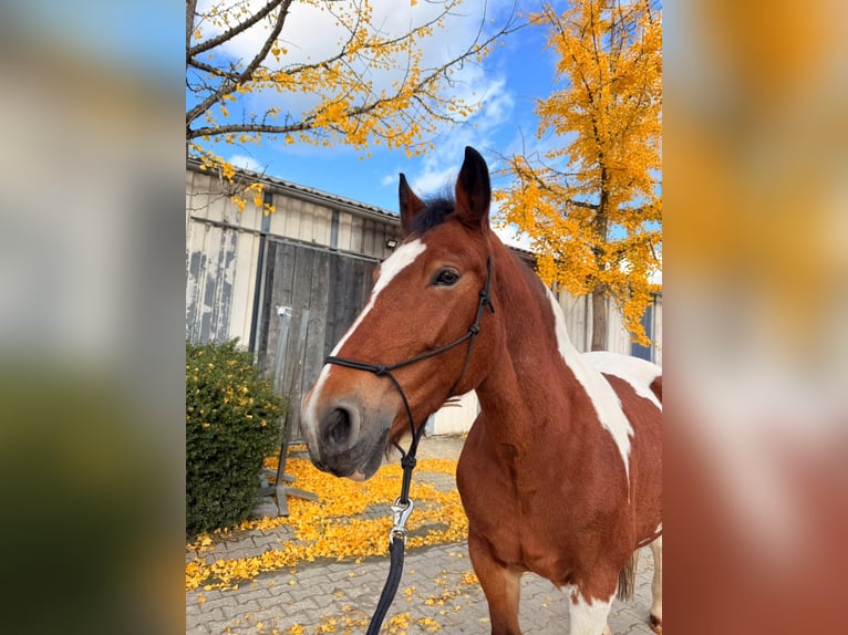 Polnisches Kaltblut Stute 12 Jahre 155 cm Schecke in Solingen