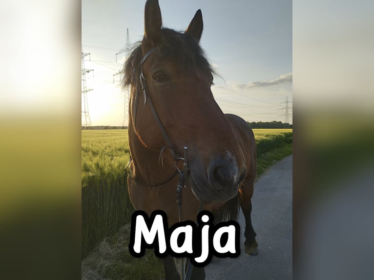 Polnisches Kaltblut Mix Stute 12 Jahre 160 cm Dunkelbrauner in Alfter