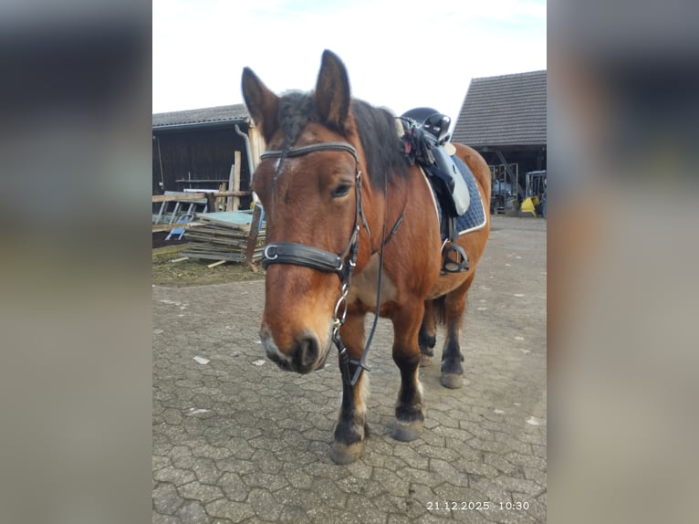 Polnisches Kaltblut Mix Stute 12 Jahre 160 cm Dunkelbrauner in Alfter
