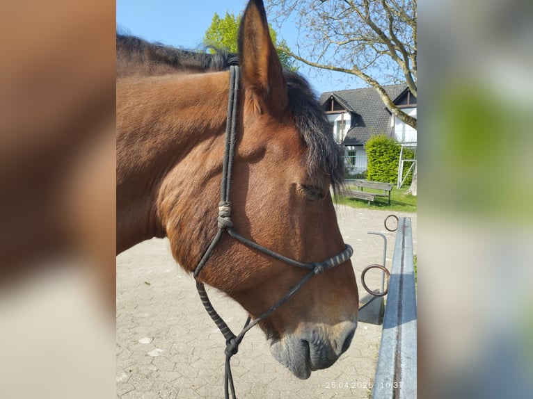Polnisches Kaltblut Mix Stute 12 Jahre 160 cm Dunkelbrauner in Alfter