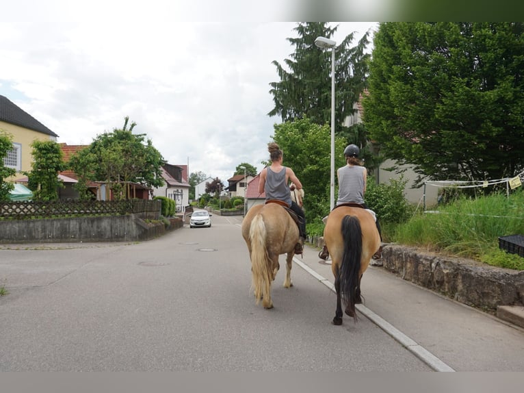 Polnisches Kaltblut Stute 13 Jahre 152 cm Brauner in Backnang