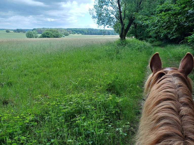Polnisches Kaltblut Stute 13 Jahre 160 cm Fuchs in Löbnitz