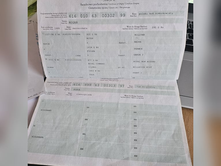 Polnisches Kaltblut Stute 13 Jahre 160 cm Schecke in Bad Grund