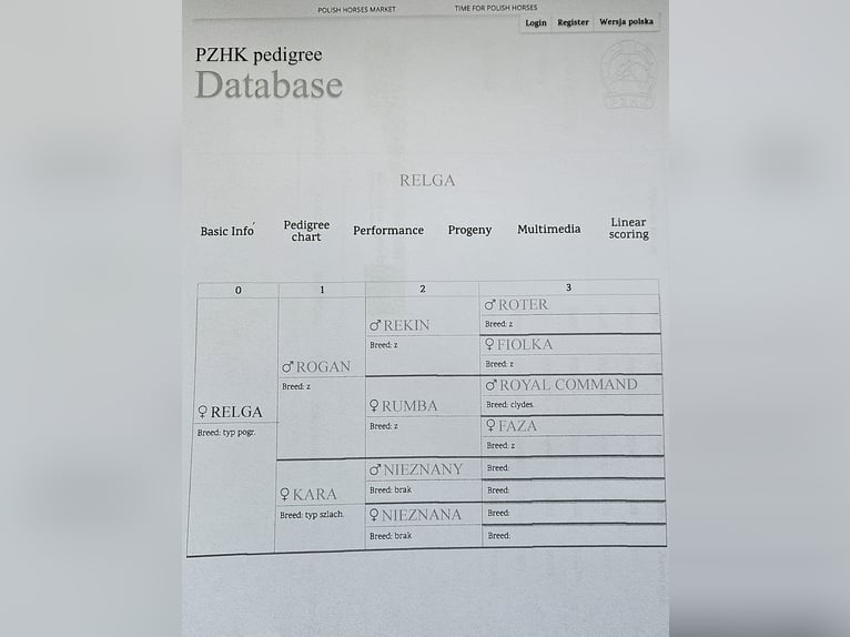 Polnisches Kaltblut Stute 13 Jahre 160 cm Schecke in Bad Grund