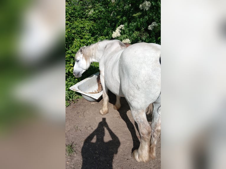Polnisches Kaltblut Mix Stute 14 Jahre 158 cm Schimmel in Roma