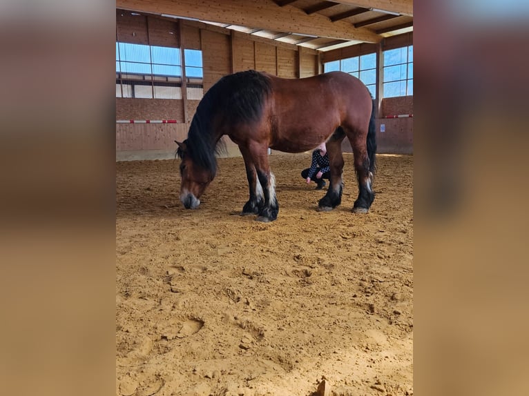 Polnisches Kaltblut Stute 14 Jahre 162 cm Brauner in Hainrode