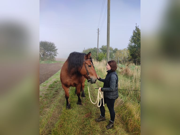 Polnisches Kaltblut Stute 14 Jahre 162 cm Brauner in Hainrode