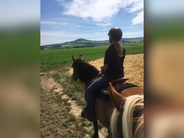 Polnisches Kaltblut Stute 15 Jahre 158 cm Brauner in Erbacher