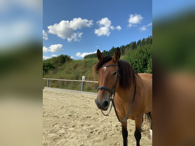 Polnisches Kaltblut Stute 15 Jahre 158 cm Brauner in Erbacher