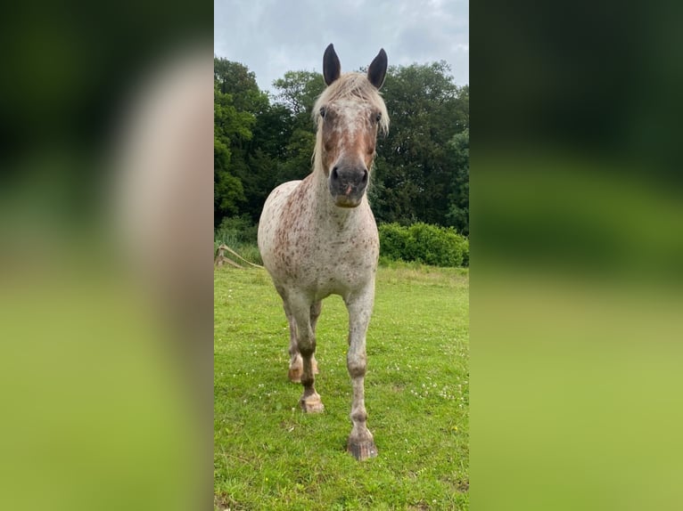 Polnisches Kaltblut Mix Stute 15 Jahre 163 cm Tigerschecke in Niederkumbd