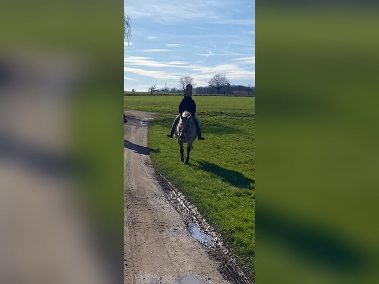 Polnisches Kaltblut Mix Stute 15 Jahre 163 cm Tigerschecke in Niederkumbd