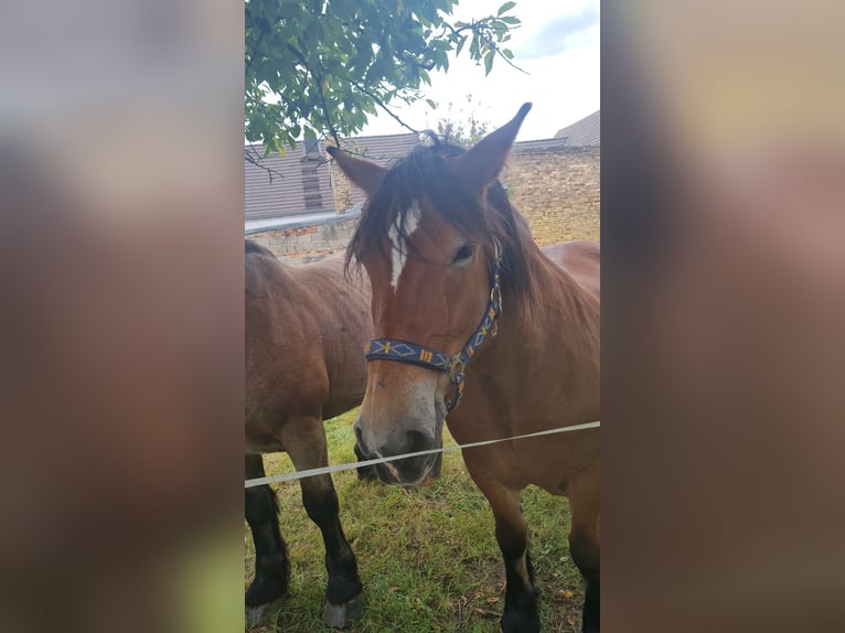 Polnisches Kaltblut Stute 15 Jahre 165 cm Brauner in Muldestausee