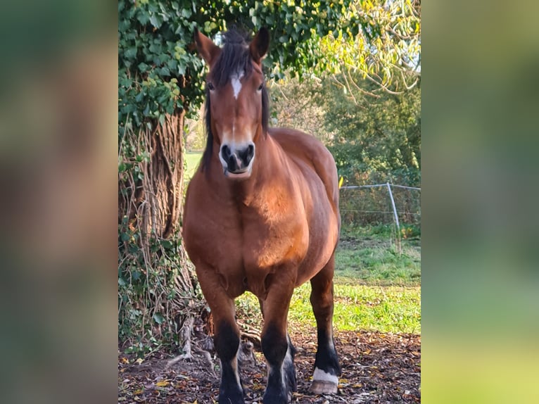 Polnisches Kaltblut Stute 15 Jahre 165 cm Brauner in Muldestausee