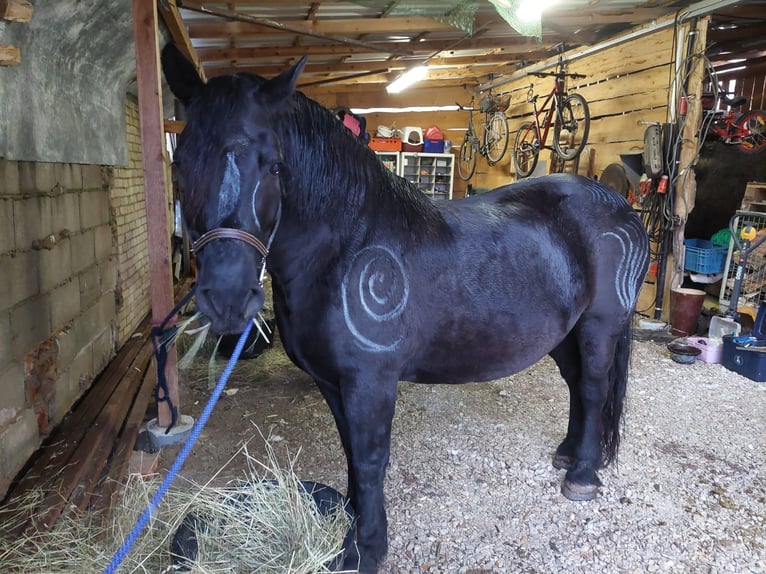 Polnisches Kaltblut Stute 18 Jahre 151 cm Rappe in Westheim