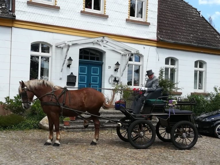 Polnisches Kaltblut Stute 18 Jahre 163 cm Dunkelfuchs in Winsen (Aller)