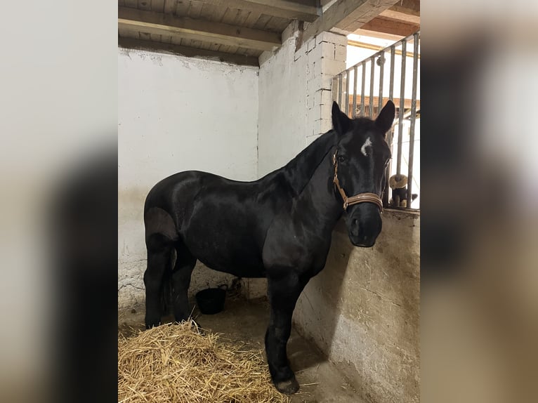 Polnisches Kaltblut Stute 19 Jahre 157 cm Rappe in Kefenrod