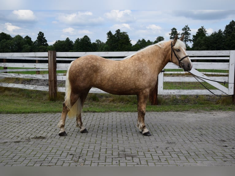 Polnisches Kaltblut Stute 2 Jahre 161 cm Palomino in Che&#x142;mno