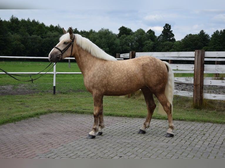 Polnisches Kaltblut Mix Stute 2 Jahre 161 cm Palomino in Che&#x142;mno
