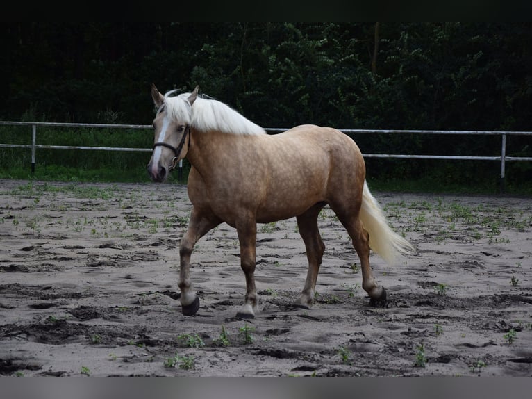 Polnisches Kaltblut Mix Stute 2 Jahre 161 cm Palomino in Che&#x142;mno