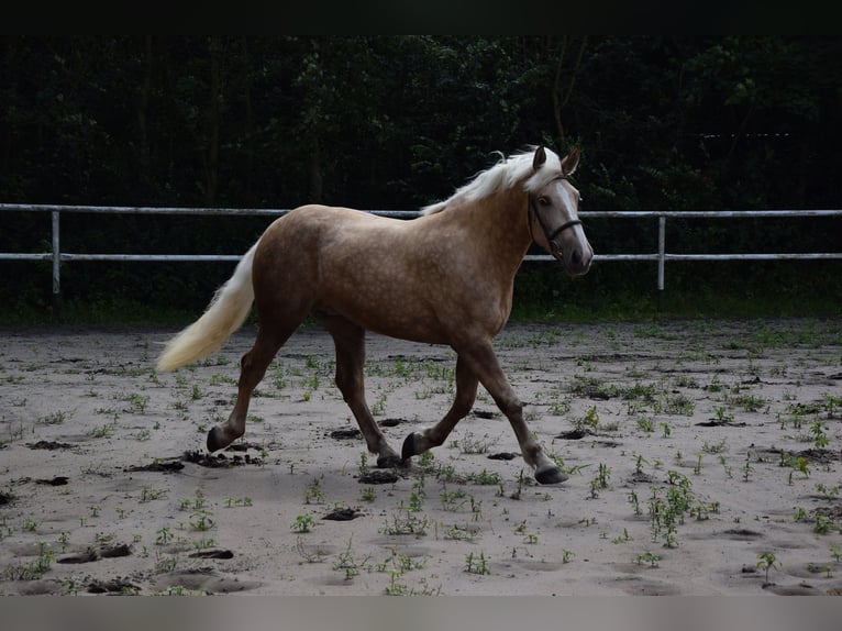 Polnisches Kaltblut Mix Stute 2 Jahre 161 cm Palomino in Che&#x142;mno