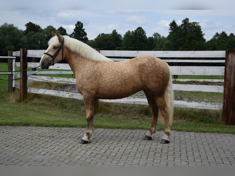 Polnisches Kaltblut Mix Stute 2 Jahre 161 cm Palomino in Che&#x142;mno