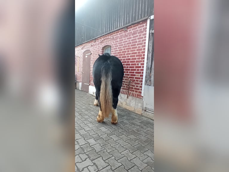 Polnisches Kaltblut Stute 2 Jahre 165 cm Rappe in Dobre Miasto