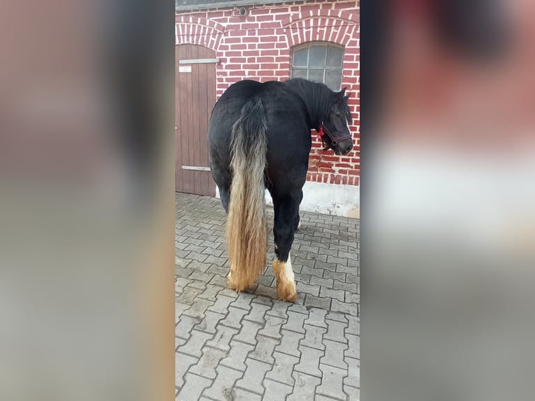 Polnisches Kaltblut Stute 2 Jahre 165 cm Rappe in Dobre Miasto