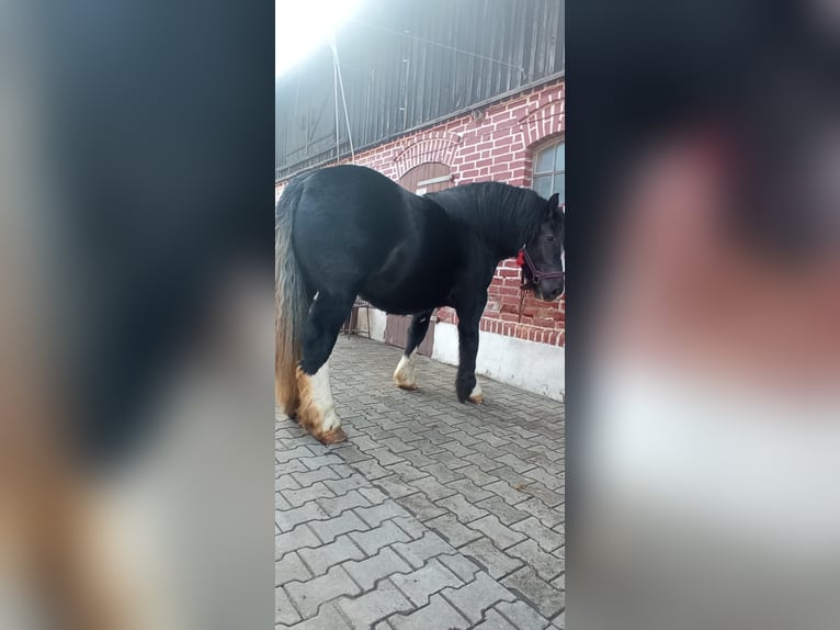 Polnisches Kaltblut Stute 2 Jahre 165 cm Rappe in Dobre Miasto