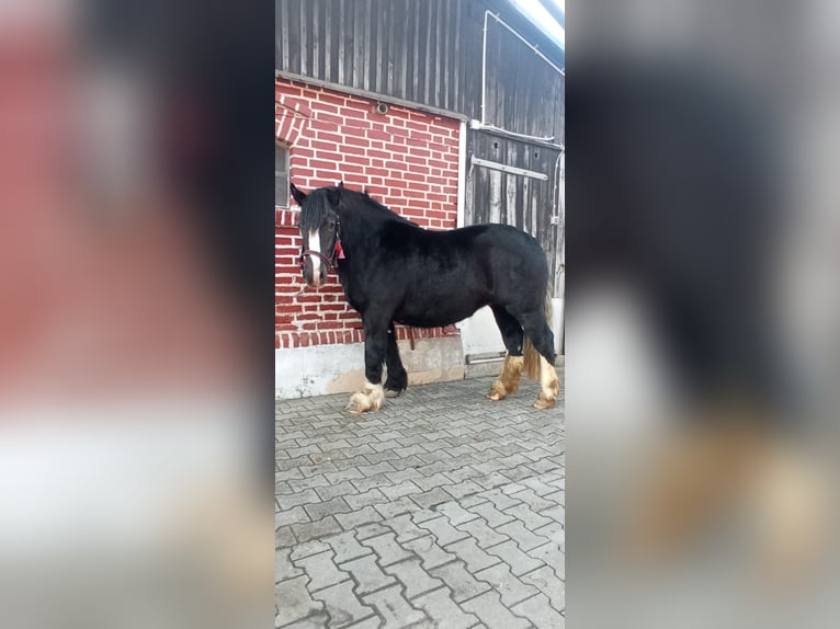 Polnisches Kaltblut Stute 2 Jahre 165 cm Rappe in Dobre Miasto