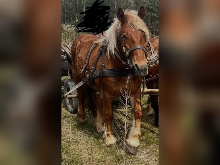 Polnisches Kaltblut Stute 2 Jahre Fuchs in Pionki
