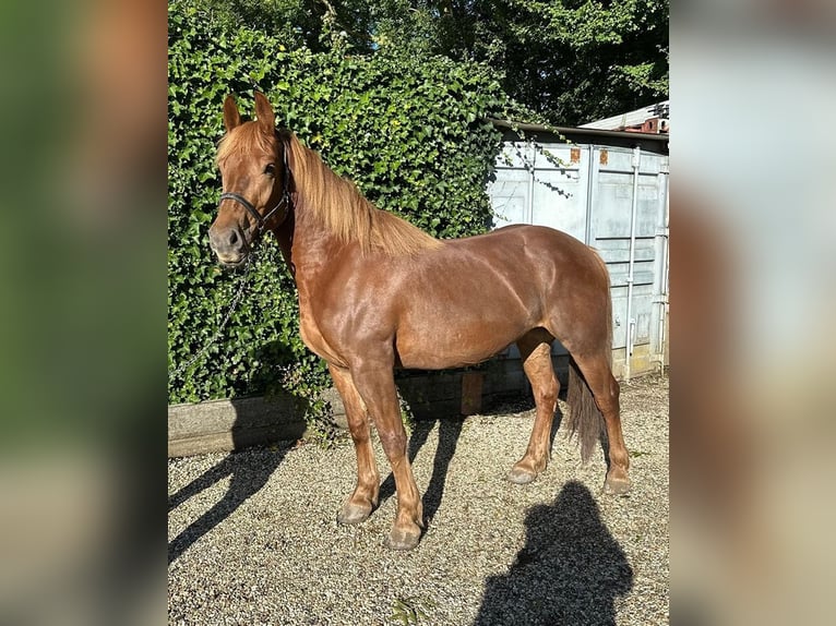 Polnisches Kaltblut Stute 3 Jahre 156 cm Fuchs in Woerden