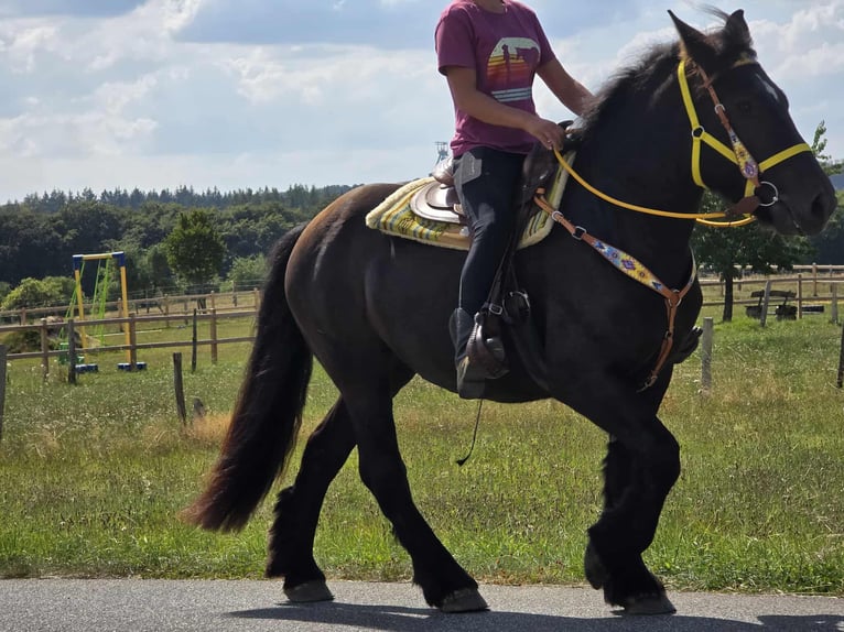 Polnisches Kaltblut Stute 3 Jahre 156 cm Rappe in Linkenbach