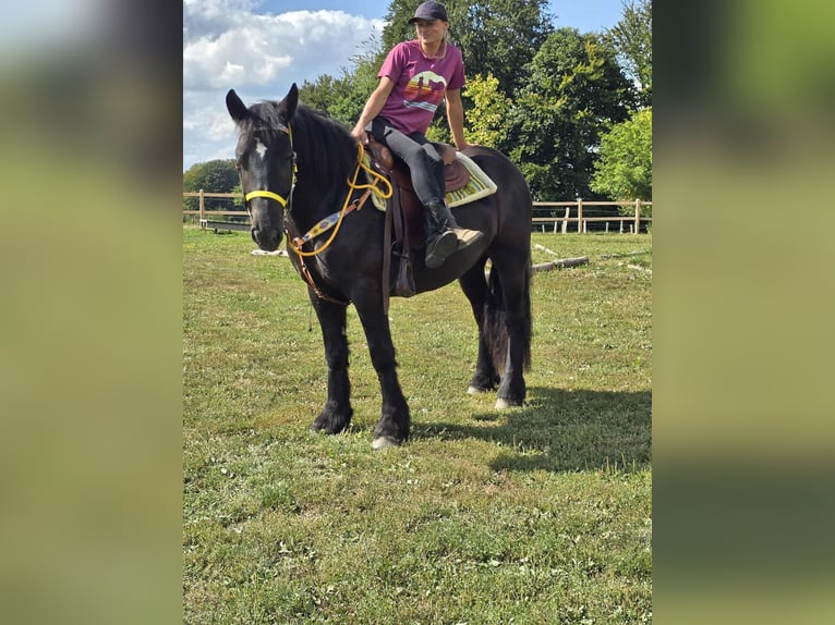 Polnisches Kaltblut Stute 3 Jahre 156 cm Rappe in Linkenbach